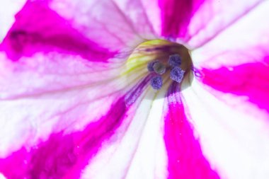 Petunya çiçeğinin makro arkaplan deseni fotoğrafı