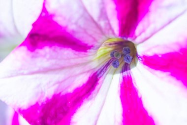 Petunya çiçeğinin makro arkaplan deseni fotoğrafı