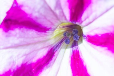Petunya çiçeğinin makro arkaplan deseni fotoğrafı