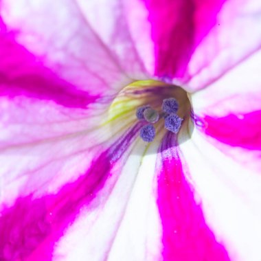 Petunya çiçeğinin makro arkaplan deseni fotoğrafı