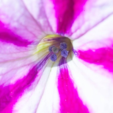 Petunya çiçeğinin makro arkaplan deseni fotoğrafı