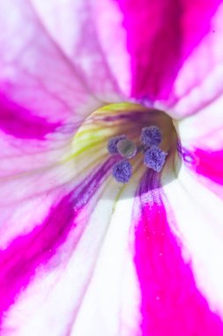 Petunya çiçeğinin makro arkaplan deseni fotoğrafı