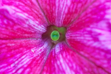 Petunya çiçeğinin makro arkaplan deseni fotoğrafı