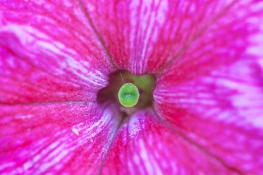 Petunya çiçeğinin makro arkaplan deseni fotoğrafı