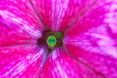 Petunya çiçeğinin makro arkaplan deseni fotoğrafı