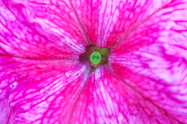 Petunya çiçeğinin makro arkaplan deseni fotoğrafı