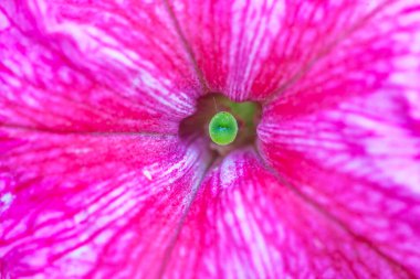 Petunya çiçeğinin makro arkaplan deseni fotoğrafı