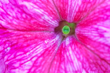 Petunya çiçeğinin makro arkaplan deseni fotoğrafı