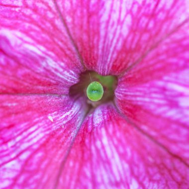 Petunya çiçeğinin makro arkaplan deseni fotoğrafı