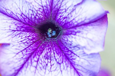 Petunya çiçeğinin makro arkaplan deseni fotoğrafı