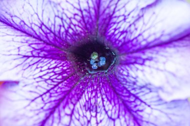 Petunya çiçeğinin makro arkaplan deseni fotoğrafı