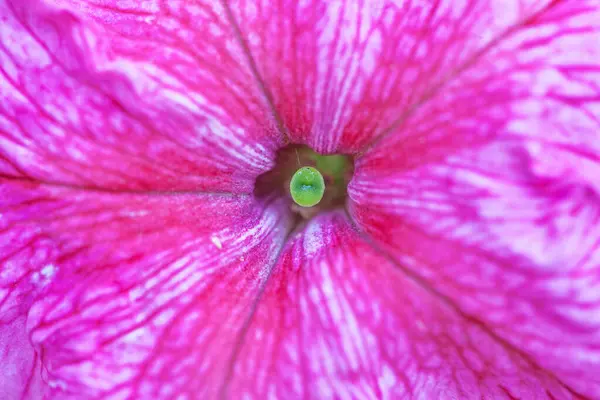 Petunya çiçeğinin makro arkaplan deseni fotoğrafı