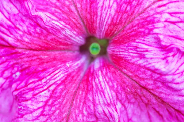 Petunya çiçeğinin makro arkaplan deseni fotoğrafı