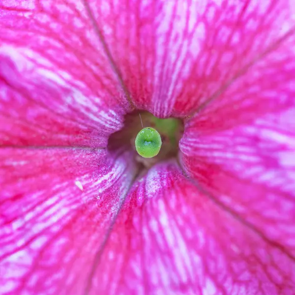 Petunya çiçeğinin makro arkaplan deseni fotoğrafı