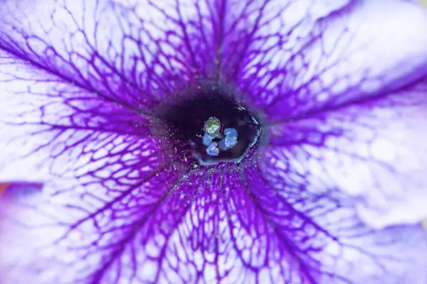 Petunya çiçeğinin makro arkaplan deseni fotoğrafı