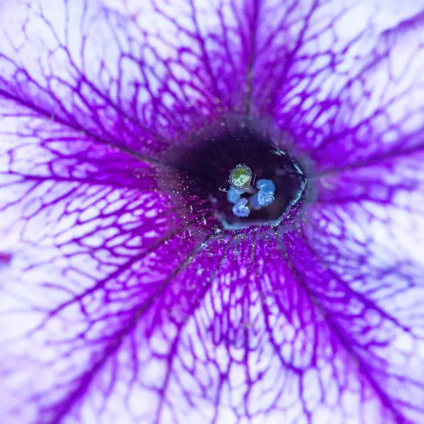 Petunya çiçeğinin makro arkaplan deseni fotoğrafı