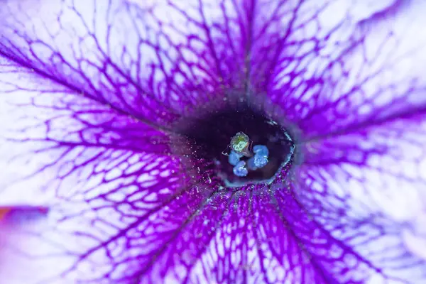 Petunya çiçeğinin makro arkaplan deseni fotoğrafı
