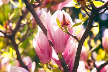 Magnolia çiçeği Kyiv Botanik bahçesinde çekilmiş sihirli sabah gün doğumu ışığında,