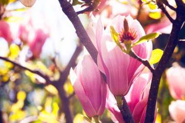 Magnolia çiçeği Kyiv Botanik bahçesinde çekilmiş sihirli sabah gün doğumu ışığında,
