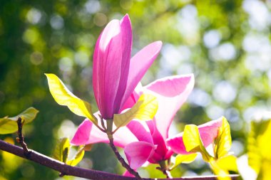 Magnolia çiçeği Kyiv Botanik bahçesinde çekilmiş sihirli sabah gün doğumu ışığında,