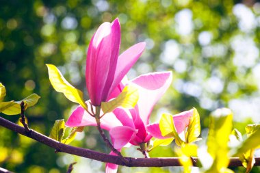 Magnolia çiçeği Kyiv Botanik bahçesinde çekilmiş sihirli sabah gün doğumu ışığında,