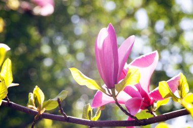 Magnolia çiçeği Kyiv Botanik bahçesinde çekilmiş sihirli sabah gün doğumu ışığında,
