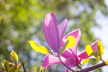 Magnolia çiçeği Kyiv Botanik bahçesinde çekilmiş sihirli sabah gün doğumu ışığında,