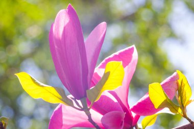 Magnolia çiçeği Kyiv Botanik bahçesinde çekilmiş sihirli sabah gün doğumu ışığında,