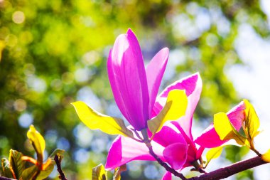 Magnolia çiçeği Kyiv Botanik bahçesinde çekilmiş sihirli sabah gün doğumu ışığında,