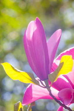 Magnolia çiçeği Kyiv Botanik bahçesinde çekilmiş sihirli sabah gün doğumu ışığında,