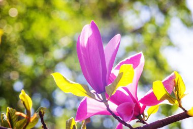 Magnolia çiçeği Kyiv Botanik bahçesinde çekilmiş sihirli sabah gün doğumu ışığında,