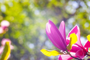 Magnolia çiçeği Kyiv Botanik bahçesinde çekilmiş sihirli sabah gün doğumu ışığında,