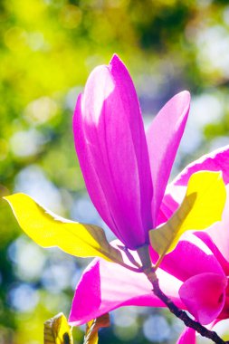 Magnolia çiçeği Kyiv Botanik bahçesinde çekilmiş sihirli sabah gün doğumu ışığında,