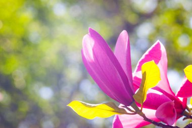Magnolia çiçeği Kyiv Botanik bahçesinde çekilmiş sihirli sabah gün doğumu ışığında,
