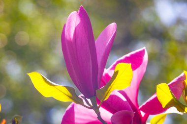 Magnolia çiçeği Kyiv Botanik bahçesinde çekilmiş sihirli sabah gün doğumu ışığında,