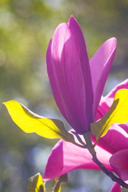 Magnolia çiçeği Kyiv Botanik bahçesinde çekilmiş sihirli sabah gün doğumu ışığında,