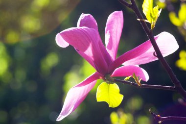 Magnolia çiçeği Kyiv Botanik bahçesinde çekilmiş sihirli sabah gün doğumu ışığında,