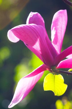 Magnolia çiçeği Kyiv Botanik bahçesinde çekilmiş sihirli sabah gün doğumu ışığında,