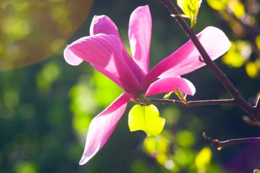 Magnolia çiçeği Kyiv Botanik bahçesinde çekilmiş sihirli sabah gün doğumu ışığında,