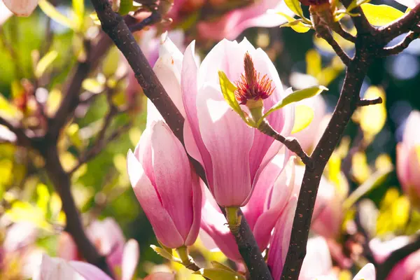 Magnolia çiçeği Kyiv Botanik bahçesinde çekilmiş sihirli sabah gün doğumu ışığında,