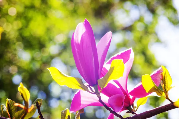 Magnolia çiçeği Kyiv Botanik bahçesinde çekilmiş sihirli sabah gün doğumu ışığında,
