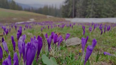 Karpat dağlarındaki çayırlarda ilkbaharda açan bir sürü çiçek var, Ukriane.