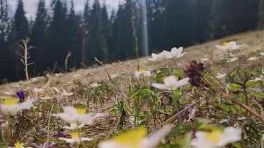 Beyaz bahar çiçekleri Karpat dağlarında Anemone nemorosa