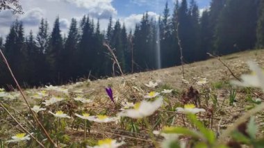 Beyaz bahar çiçekleri Karpat dağlarında Anemone nemorosa
