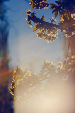 Kayısı çiçeği sabahın erken saatlerinde güzel güneş ışığında