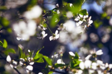 Kayısı çiçeği sabahın erken saatlerinde güzel güneş ışığında