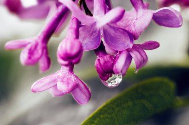 İlkbaharda yağmur suyu damlayan taze leylak çiçeği.
