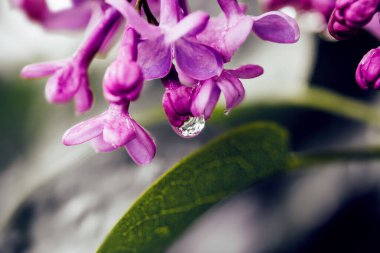 İlkbaharda yağmur suyu damlayan taze leylak çiçeği.