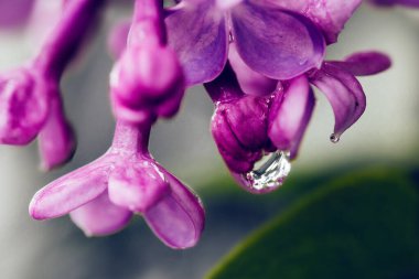 İlkbaharda yağmur suyu damlayan taze leylak çiçeği.