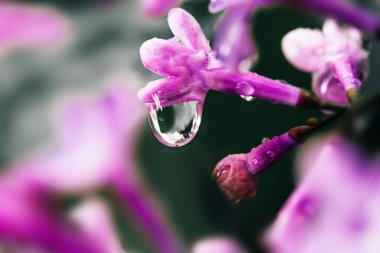 İlkbaharda yağmur suyu damlayan taze leylak çiçeği.